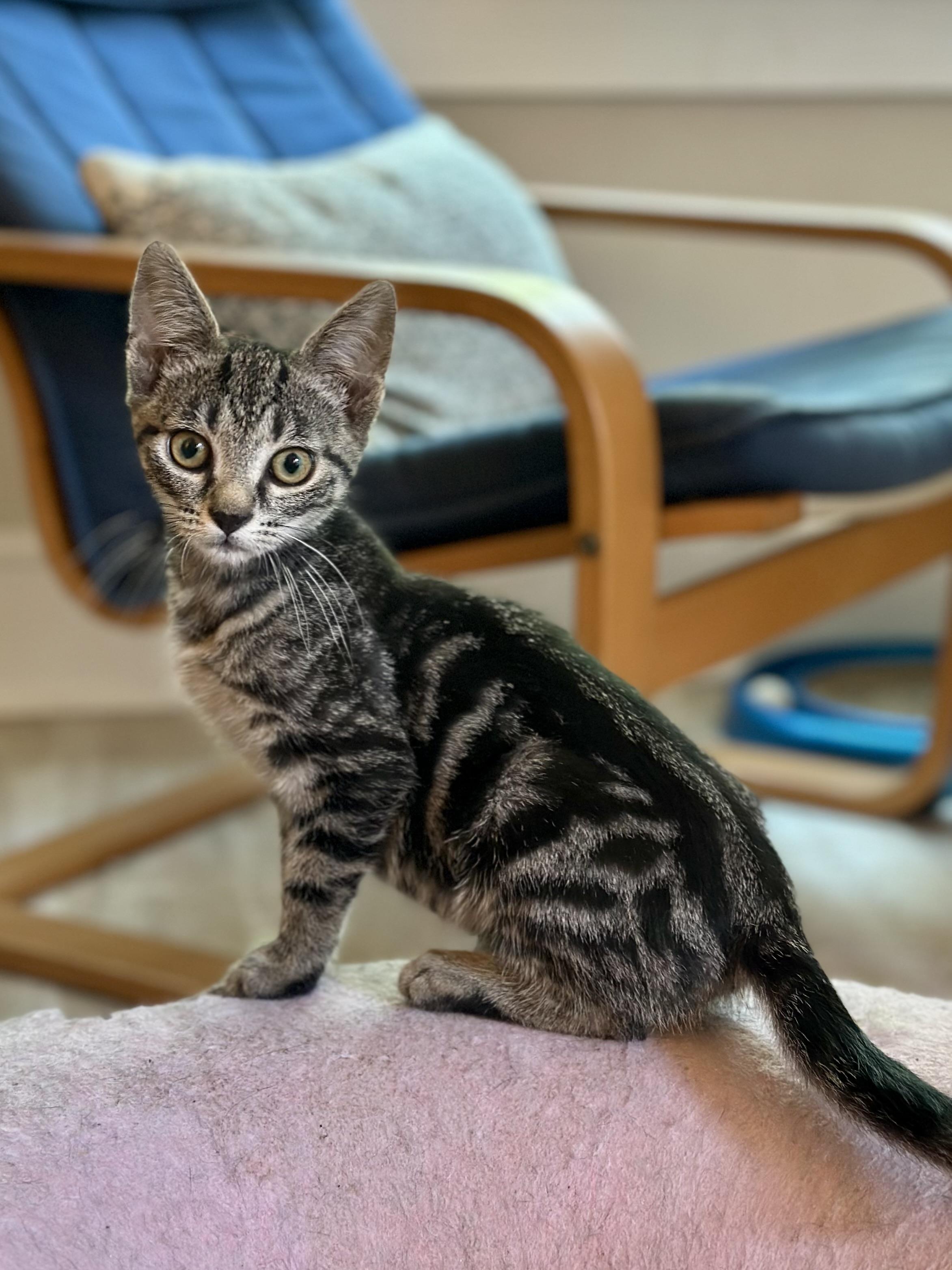 Sparky, ADOPTABLE, Young Male Domestic Short Hair.