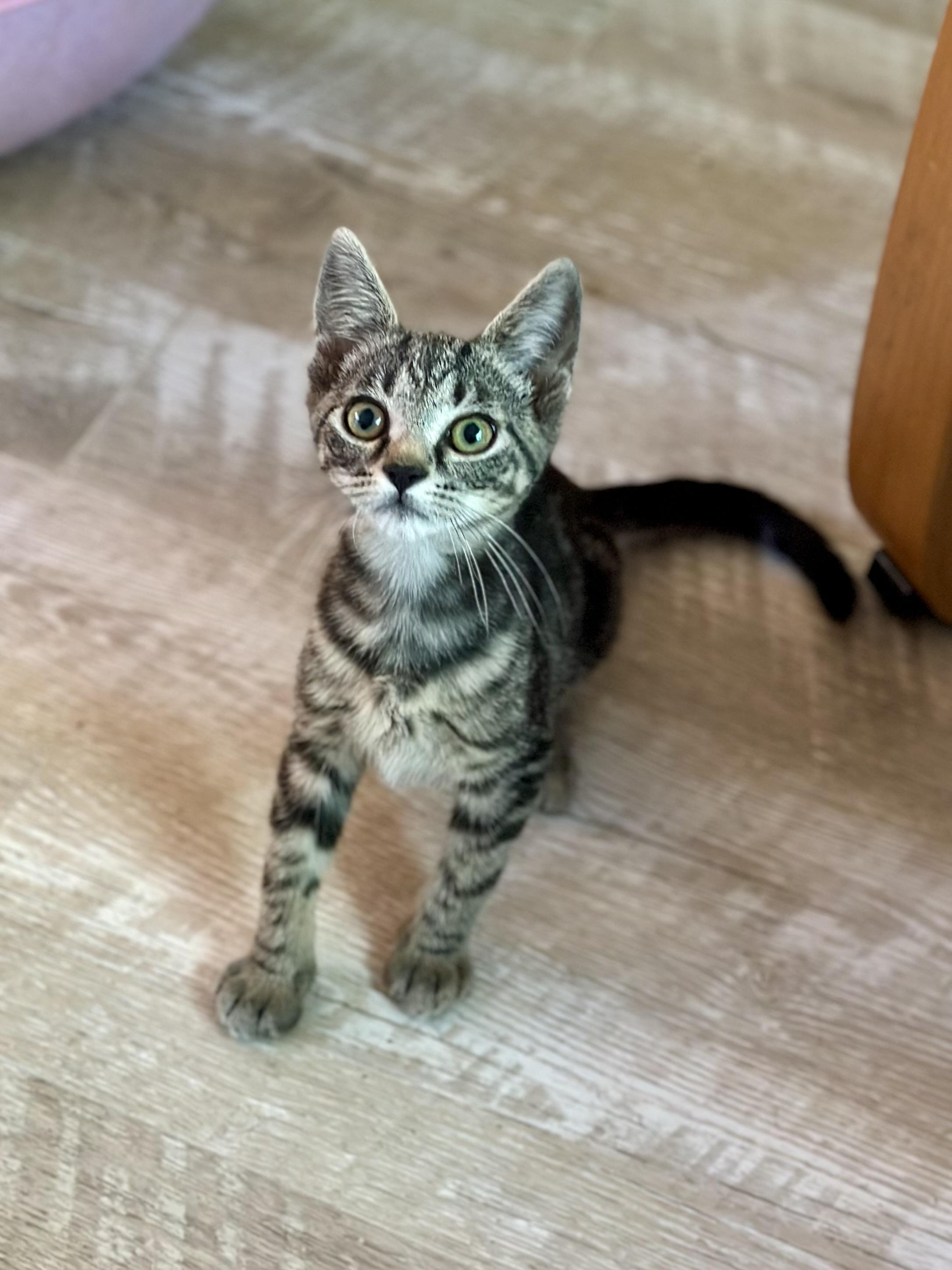 Sparky, a ADOPTABLE Domestic Short Hair in Suffolk, VA image 4/5