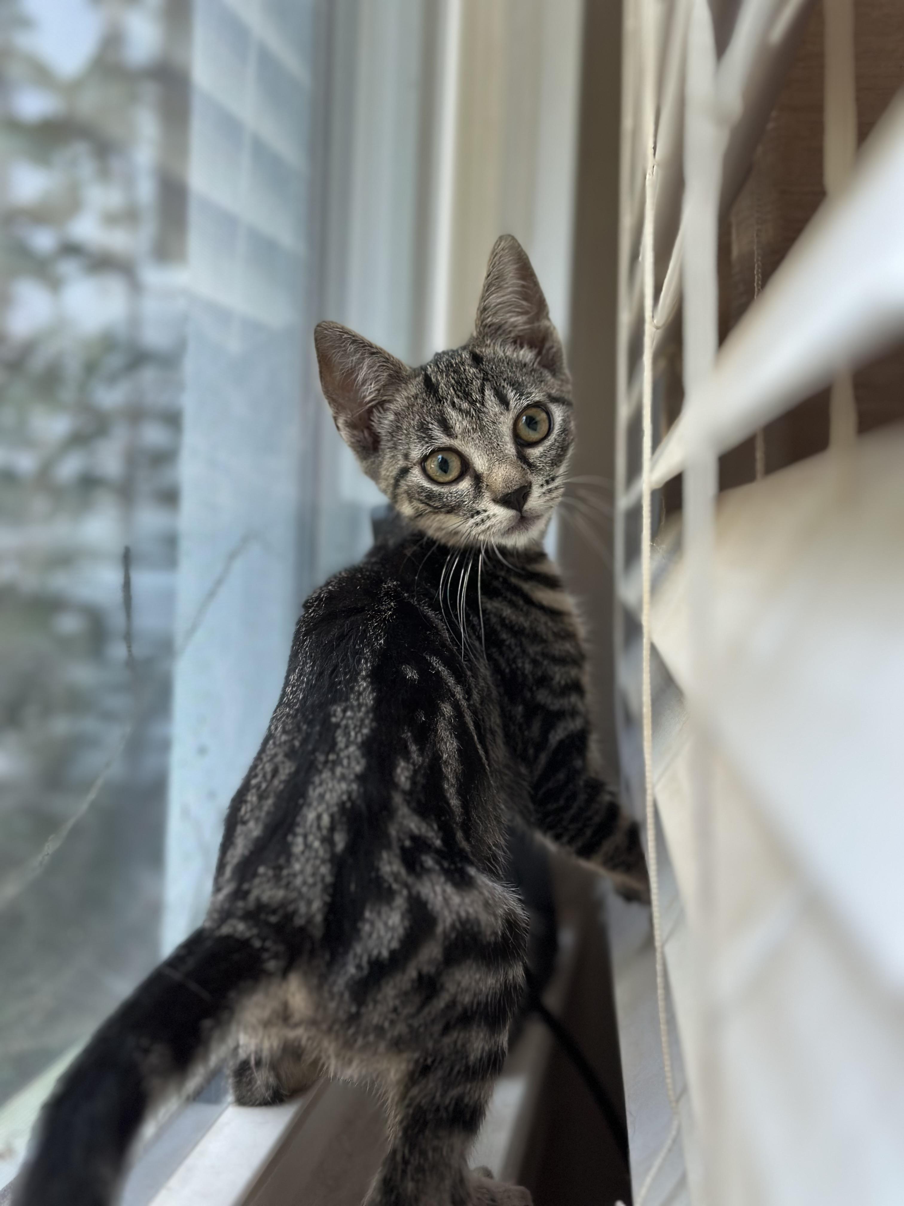 Sparky, a ADOPTABLE Domestic Short Hair in Suffolk, VA image 3/5