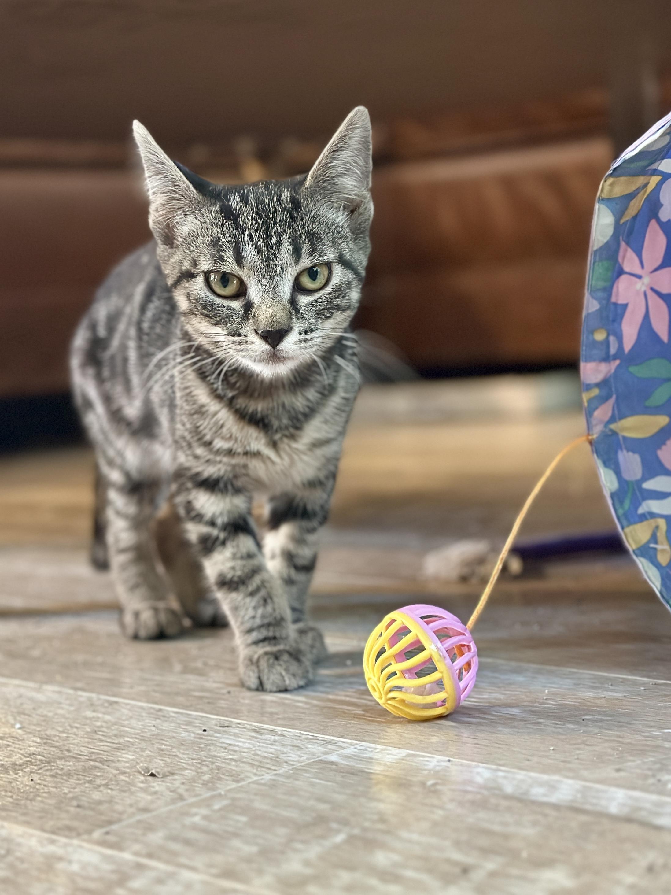 Sparky, ADOPTABLE, Kitten Male Domestic Short Hair.