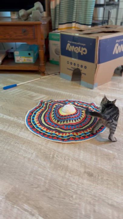 Enlarge Sparky, a ADOPTABLE Domestic Short Hair in Suffolk, VA video 5/5