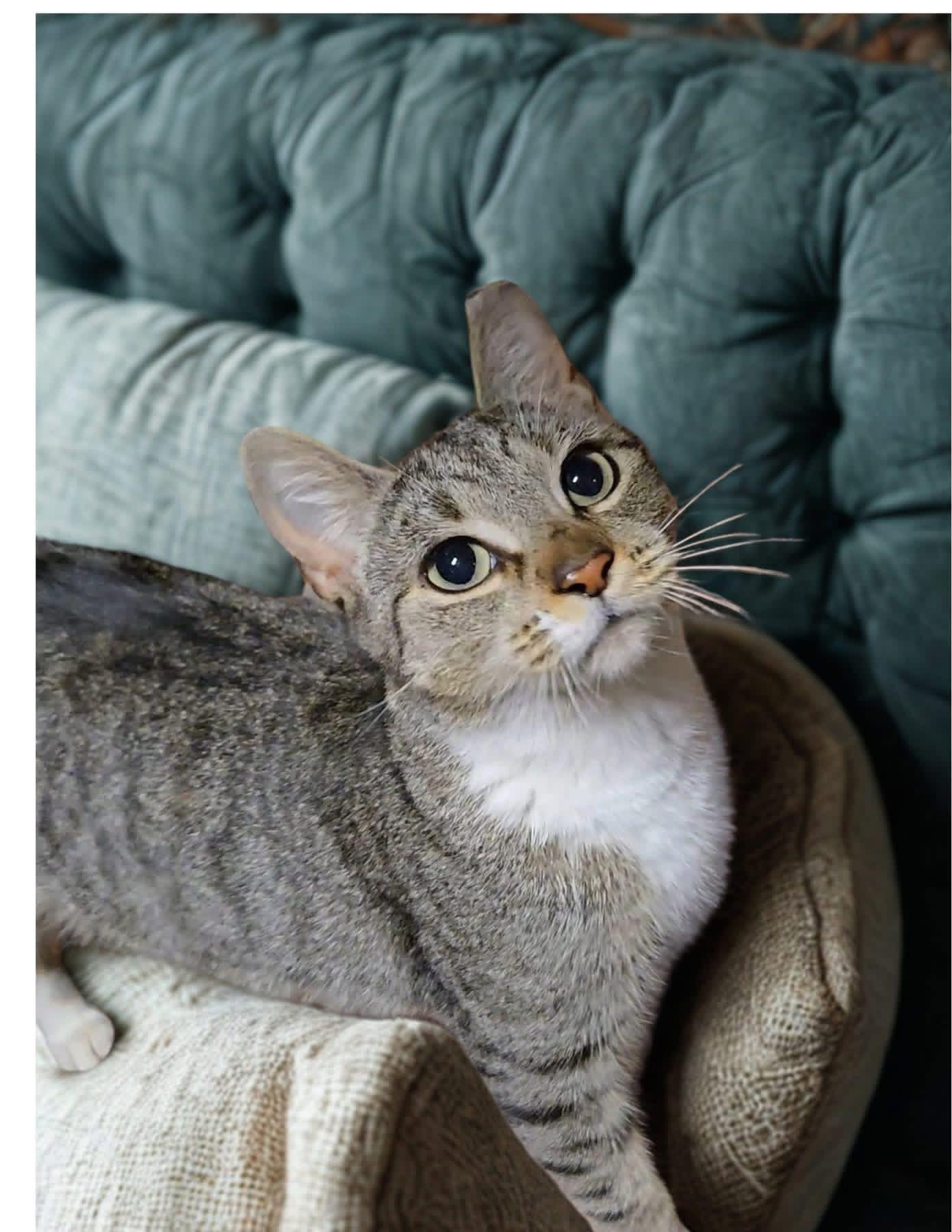 Nola, Adoptable, Adult Female Domestic Short Hair.