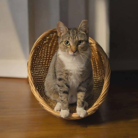 Nola, Adoptable, Adult Female Domestic Short Hair.