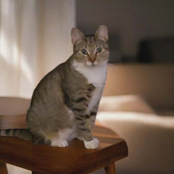 Enlarge Nola, a Adoptable Domestic Short Hair in Reading, PA image 3/3