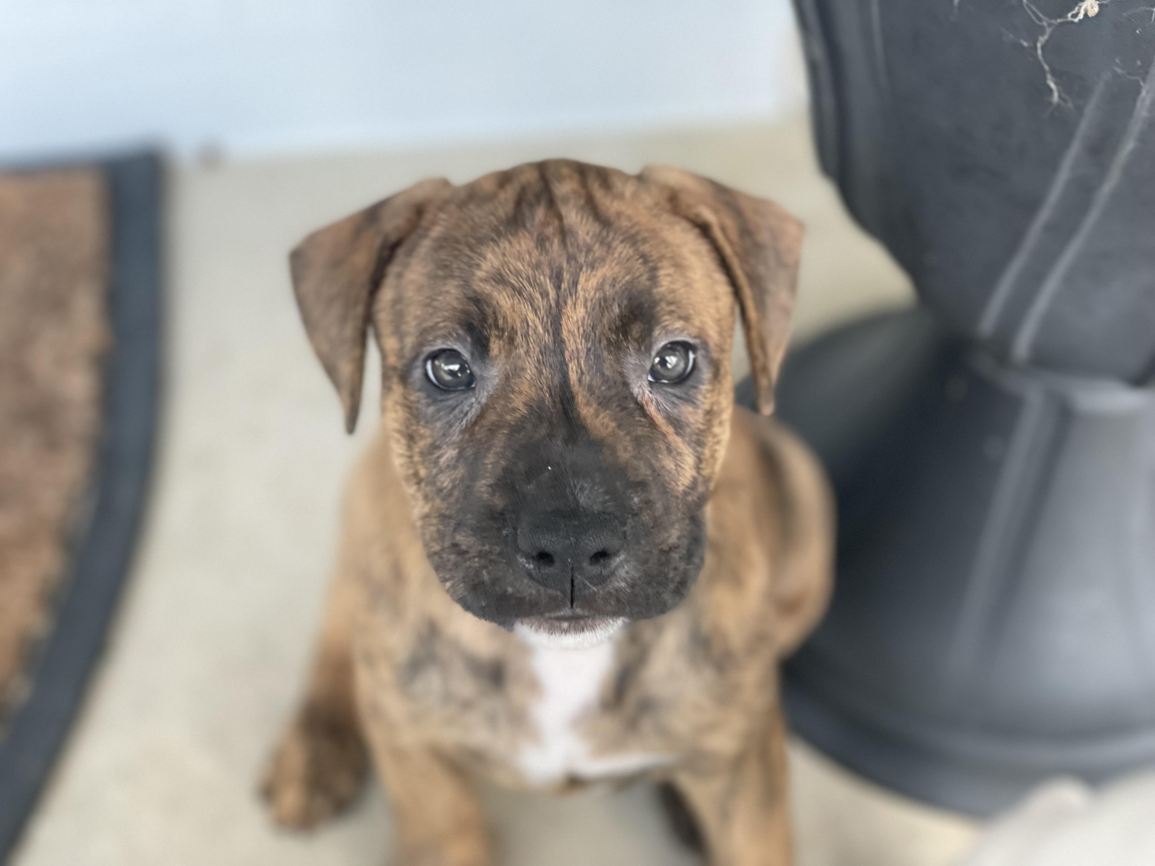 Birdie, a ADOPTABLE mixed breed in Chicago, IL image 3/3