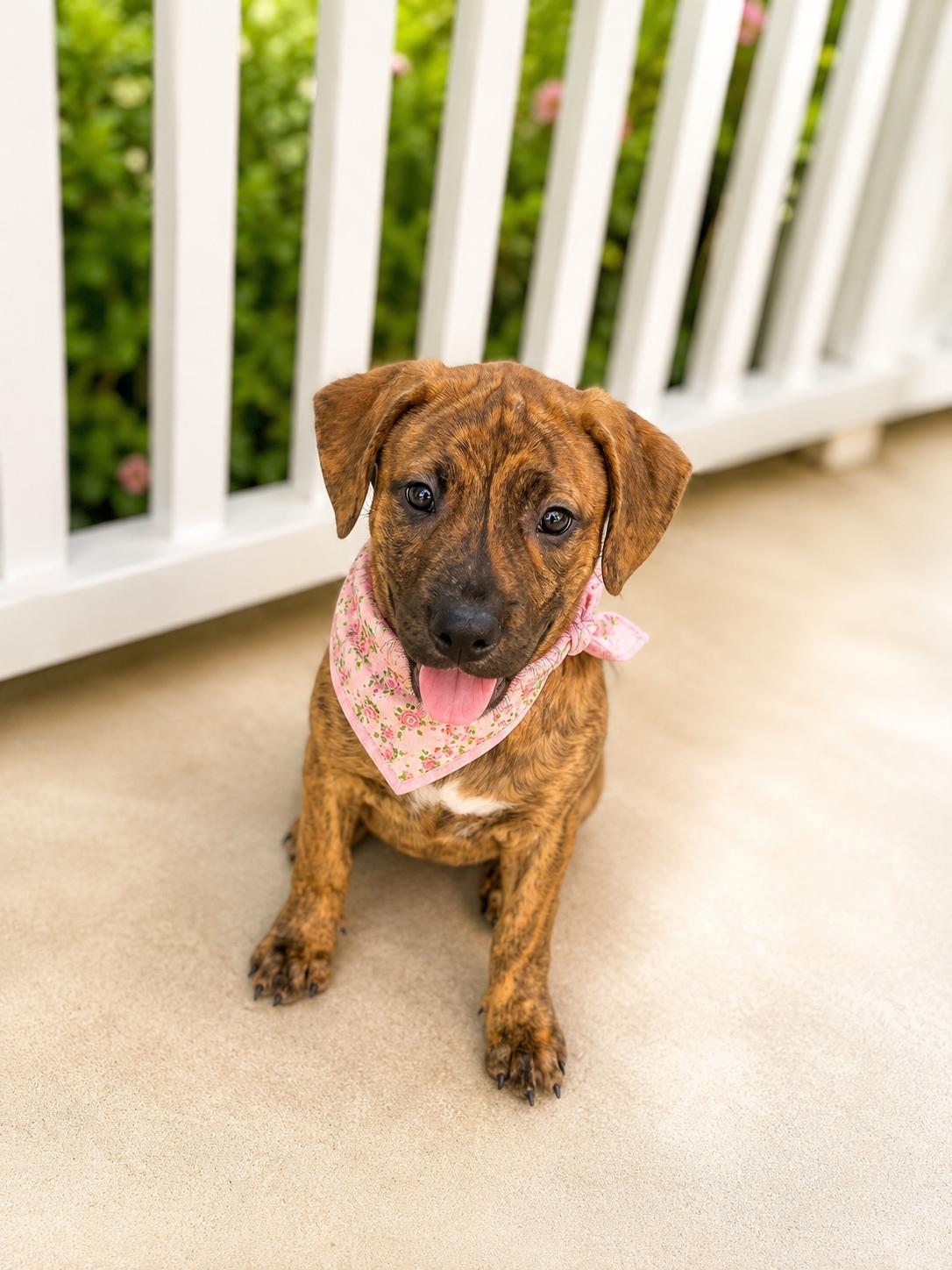 Birdie, ADOPTABLE, Puppy Female Catahoula Leopard Dog & Labrador Retriever.