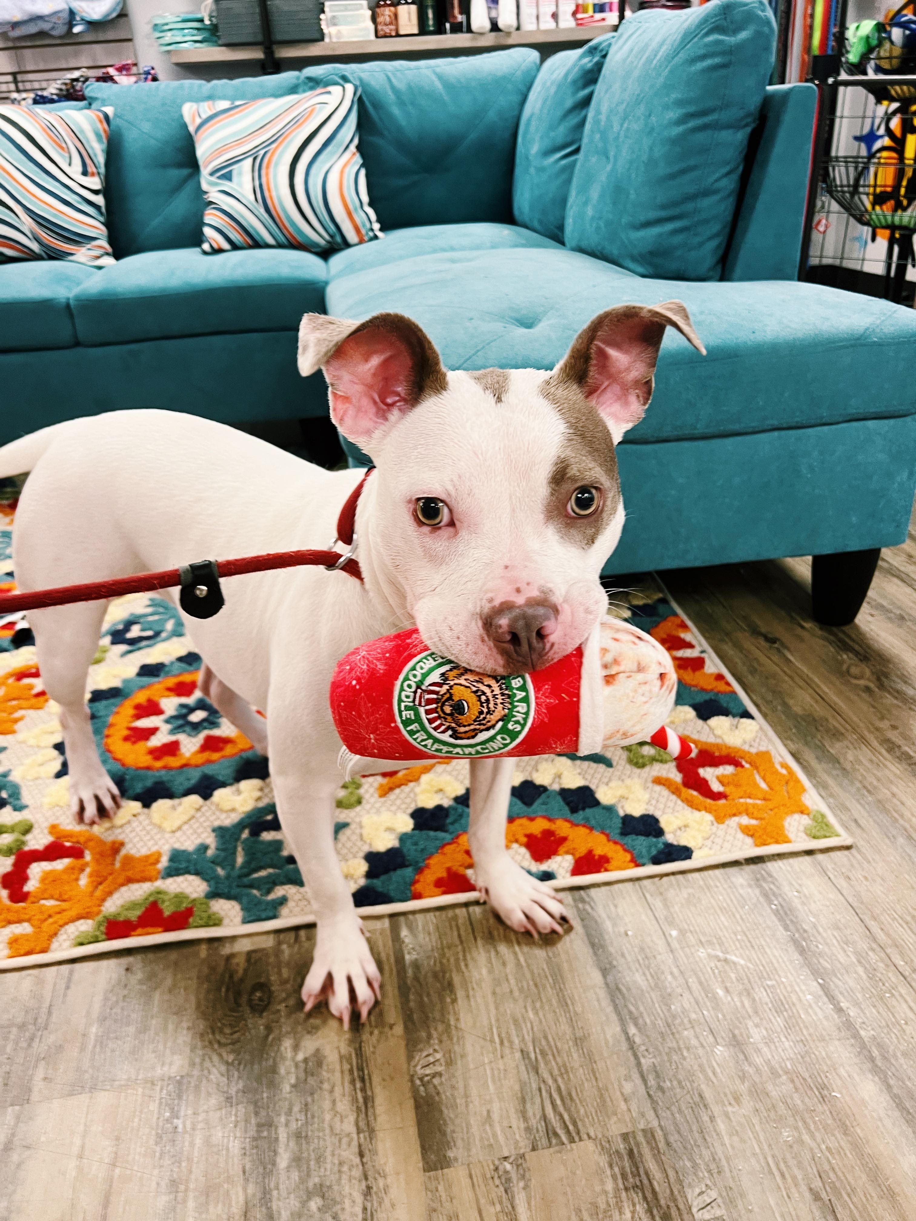 Natasha, Adoptable, Young Female American Staffordshire Terrier.