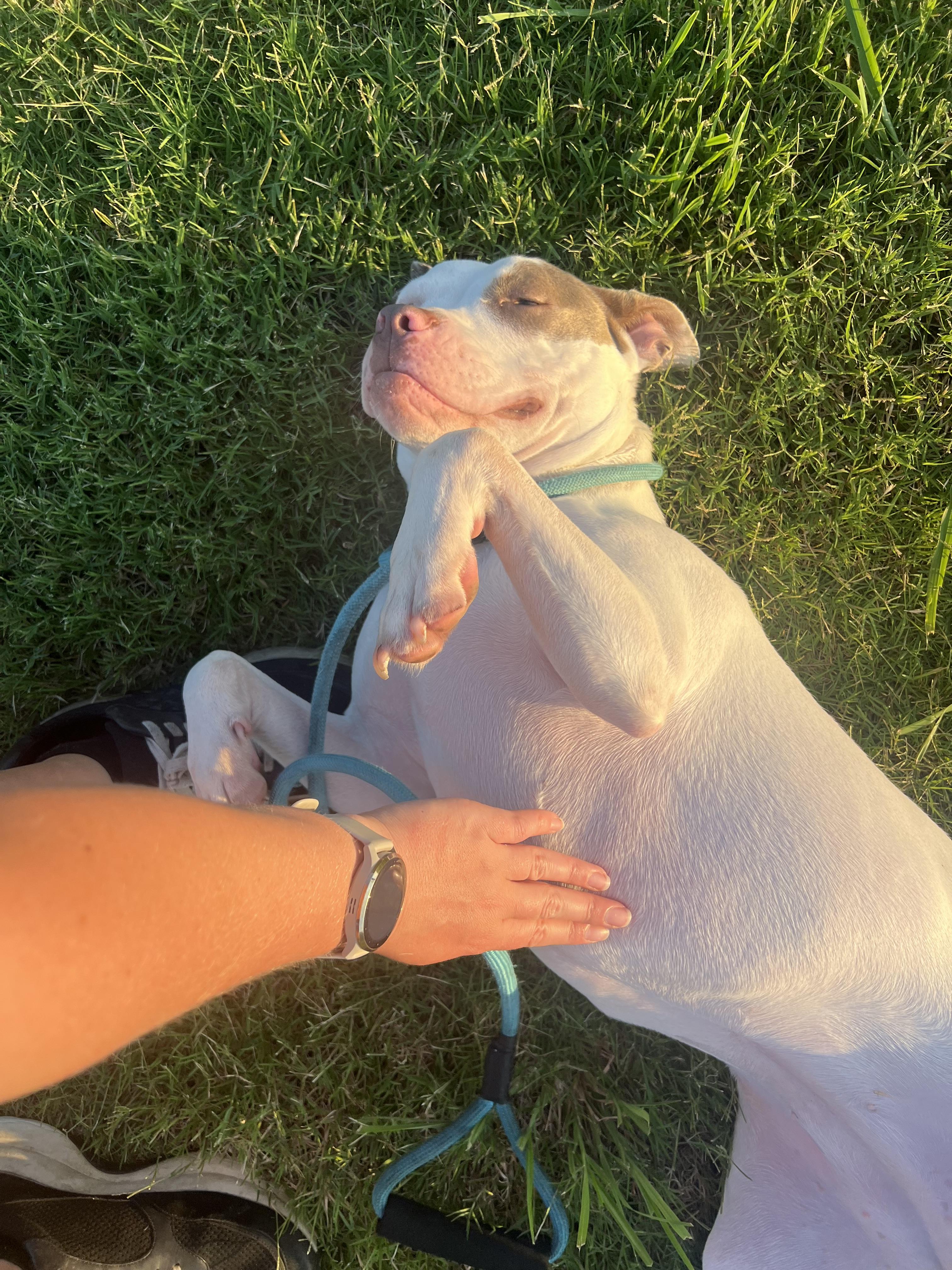 Enlarge Natasha, a Adoptable American Staffordshire Terrier in Bixby, OK image 2/2