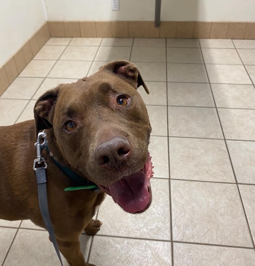 Enlarge Finn, a Adopted mixed breed in Winston, OR image 2/4