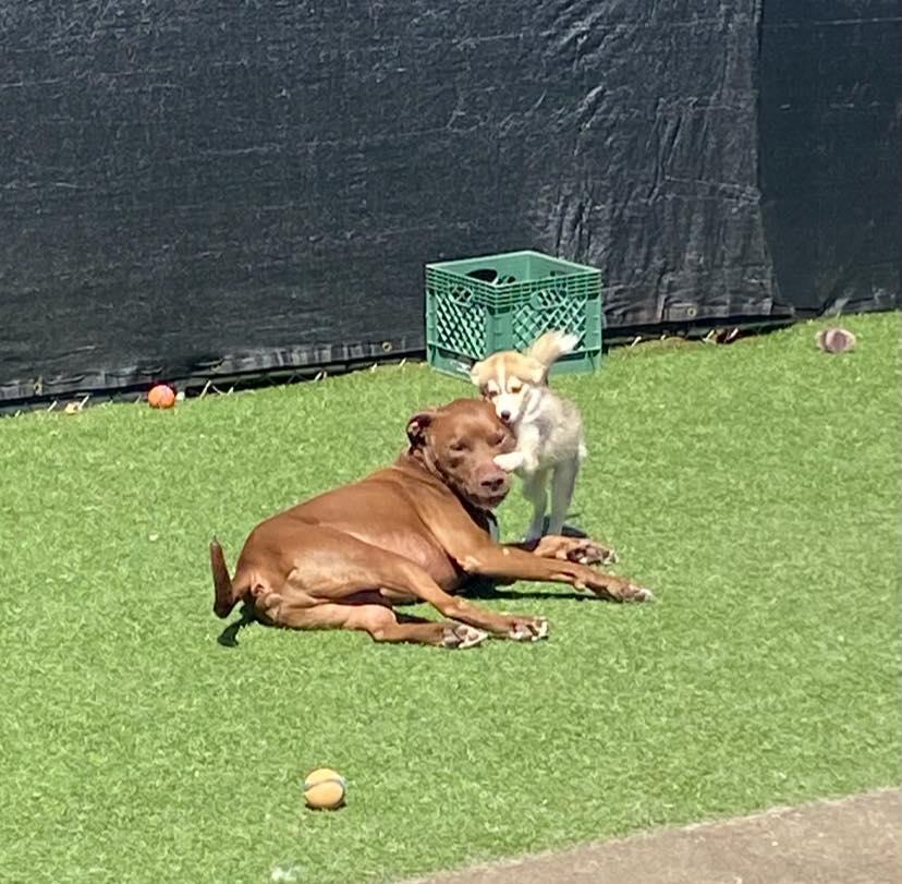 Enlarge Finn, a Adopted mixed breed in Winston, OR image 3/4