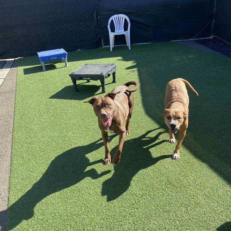 Enlarge Finn, a Adopted mixed breed in Winston, OR image 4/4