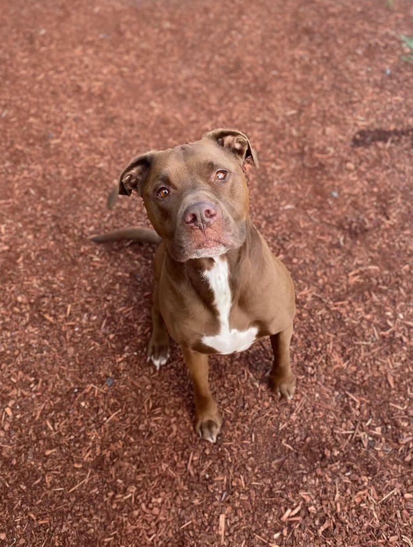 Finn, Adopted, Senior Male American Staffordshire Terrier.