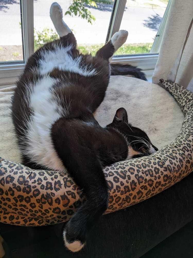 Enlarge Carbon, a Adoptable Domestic Short Hair in Mount Laurel, NJ image 1/6
