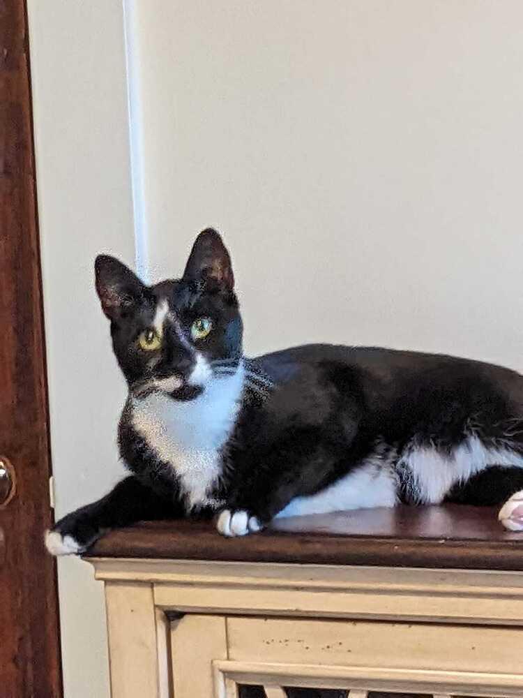 Enlarge Carbon, a Adoptable Domestic Short Hair in Mount Laurel, NJ image 2/6
