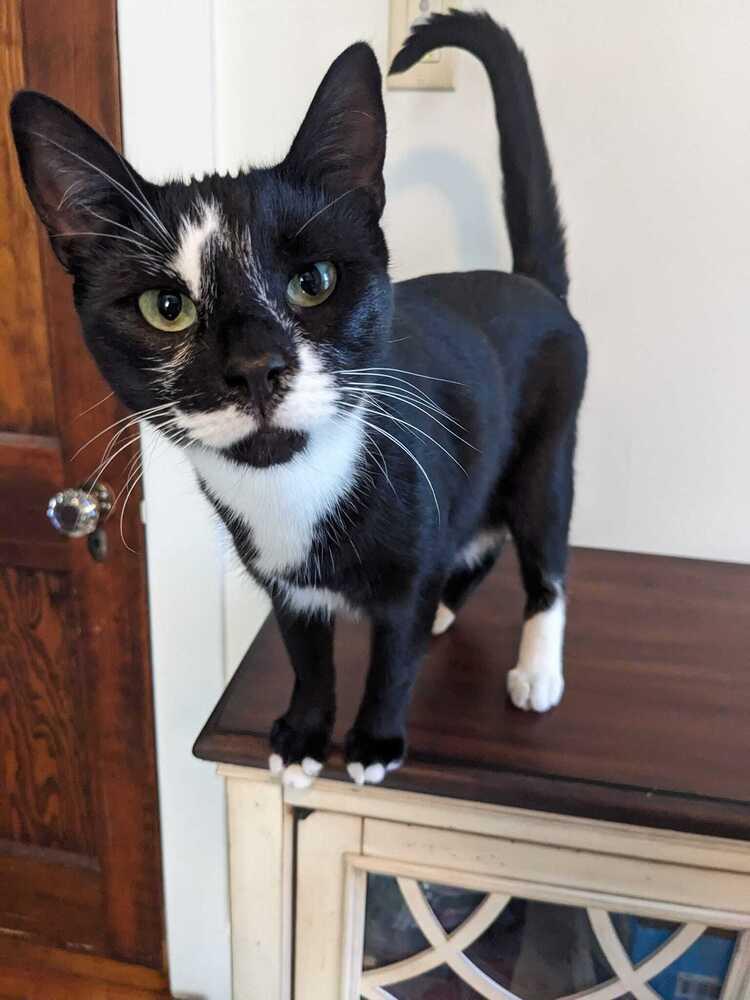 Enlarge Carbon, a Adoptable Domestic Short Hair in Mount Laurel, NJ image 4/6
