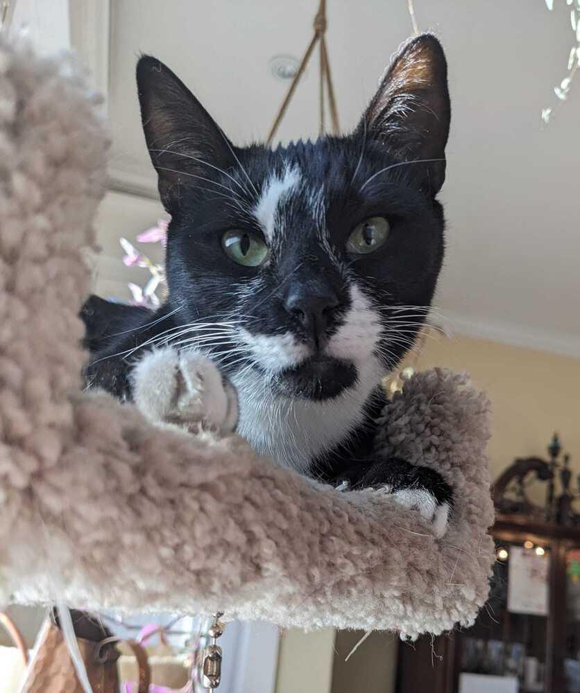 Enlarge Carbon, a Adoptable Domestic Short Hair in Mount Laurel, NJ image 5/6
