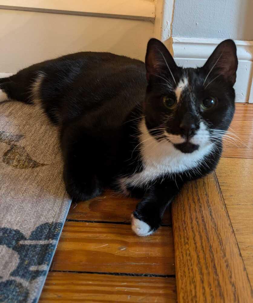 Enlarge Carbon, a Adoptable Domestic Short Hair in Mount Laurel, NJ image 6/6