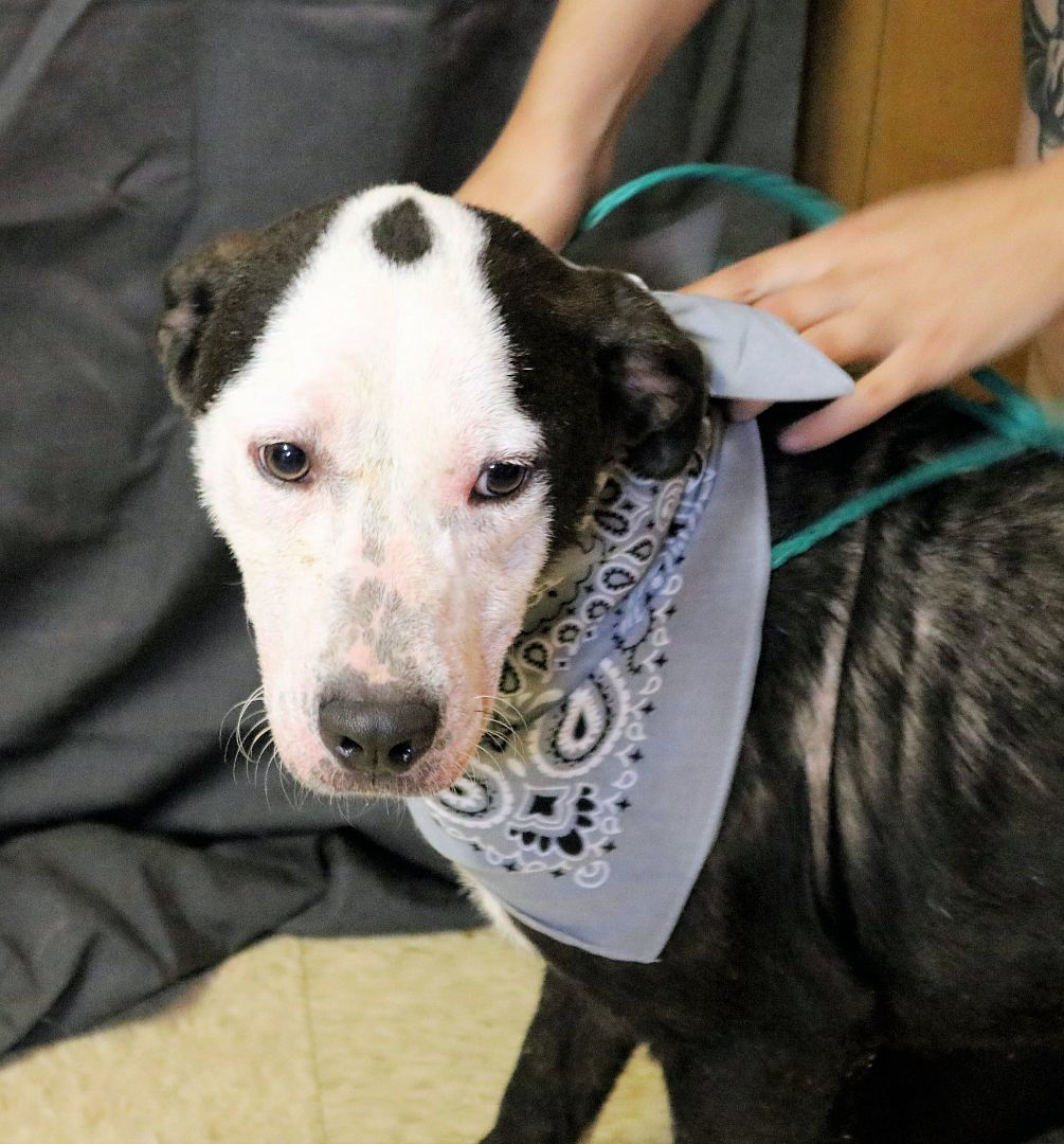 Pugsley, a Adoptable mixed breed in Reeds Spring, MO image 3/3