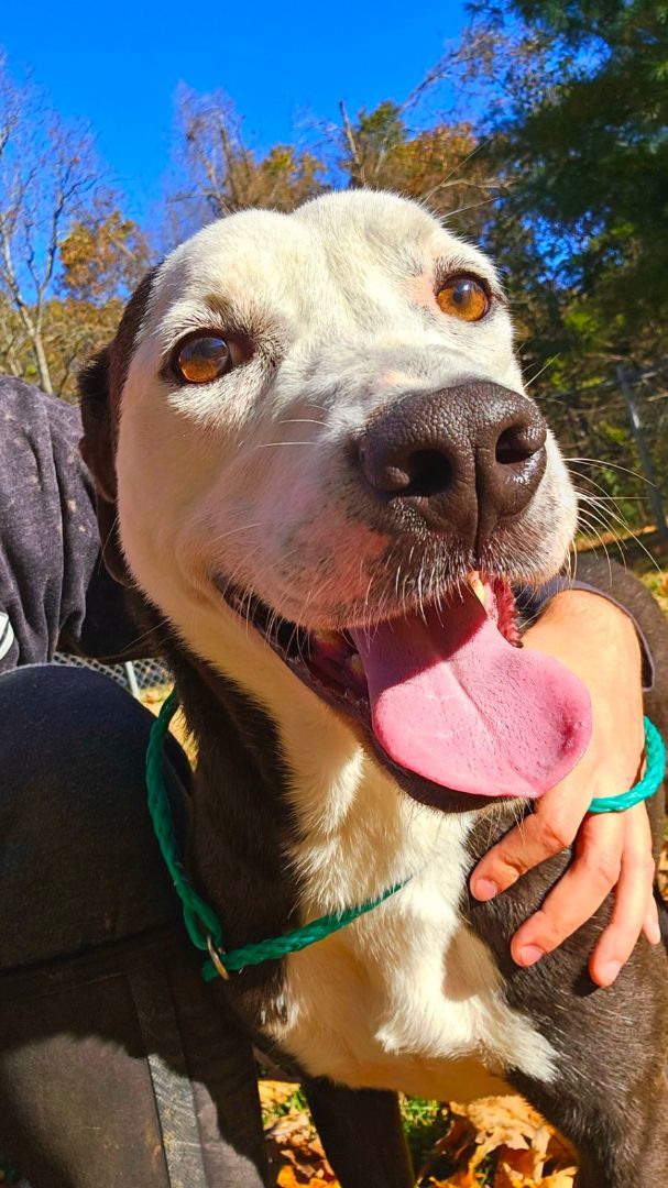 Pugsley, Adoptable, Adult Male Boxer & Shepherd.