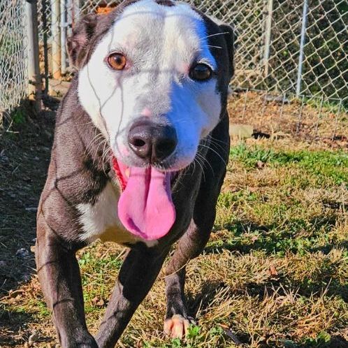 Pugsley, a Adoptable mixed breed in Reeds Spring, MO image 2/3