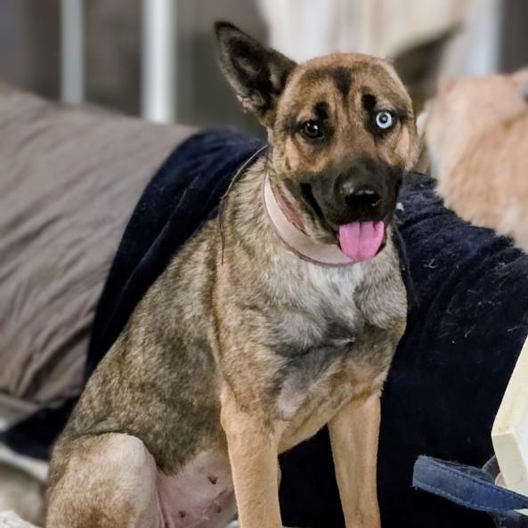 Enlarge Luna_Courtesy post, a ADOPTABLE mixed breed in Redwood City, CA image 1/3