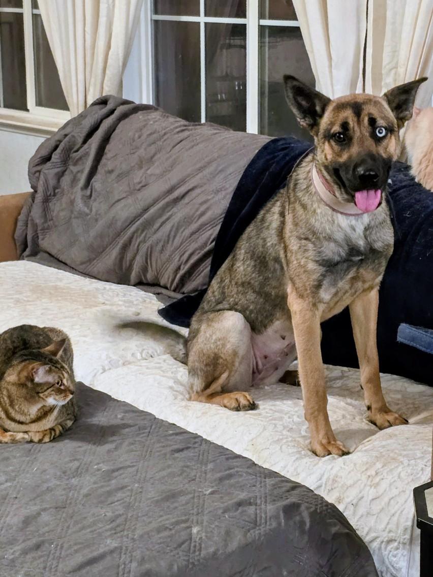 Enlarge Luna_Courtesy post, a ADOPTABLE mixed breed in Redwood City, CA image 3/3