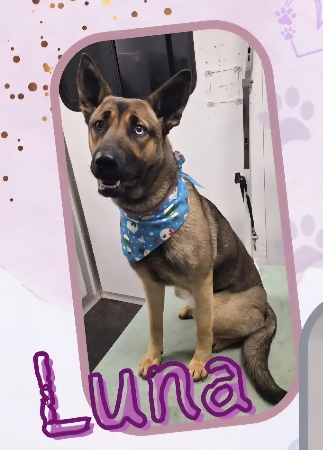Enlarge Luna_Courtesy post, a ADOPTABLE mixed breed in Redwood City, CA image 2/3