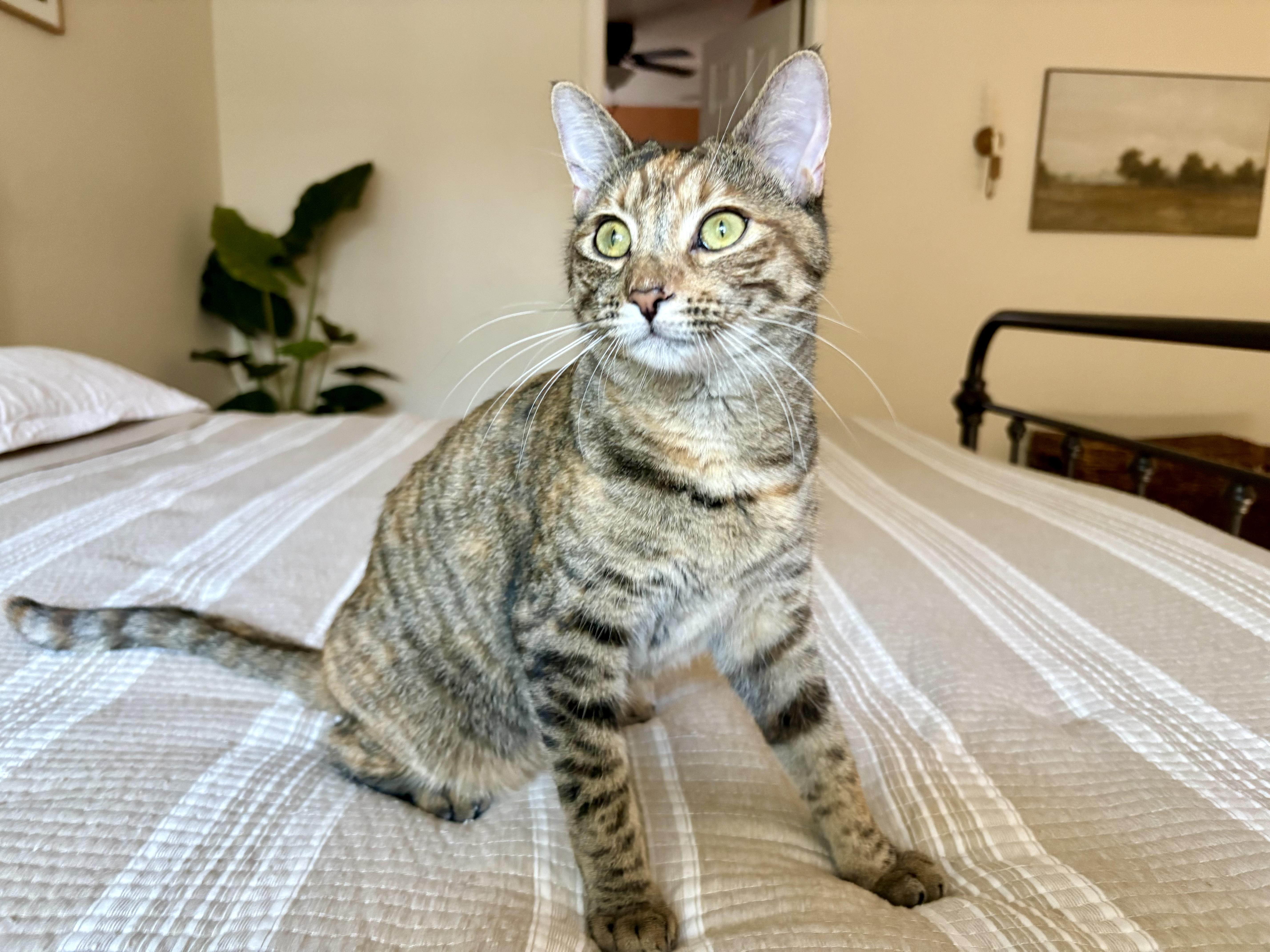 Minnie