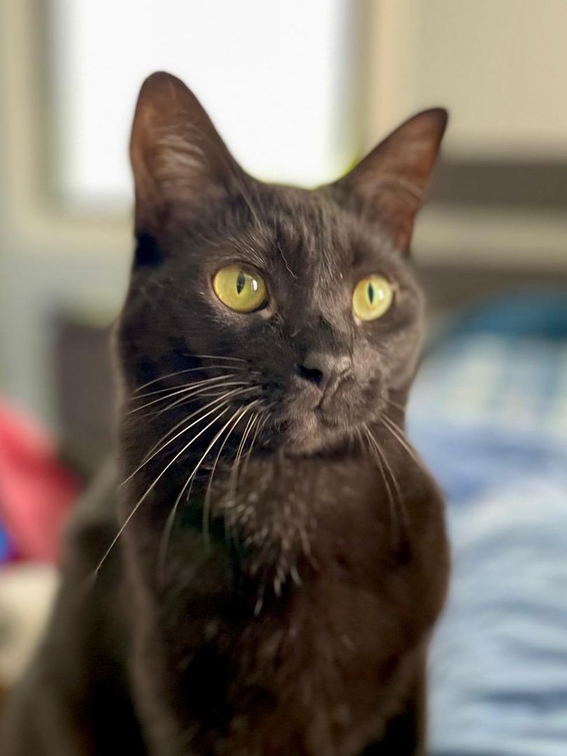 Enlarge Rose SF 0521, a Adoptable Domestic Short Hair in Troy, MI image 7/11