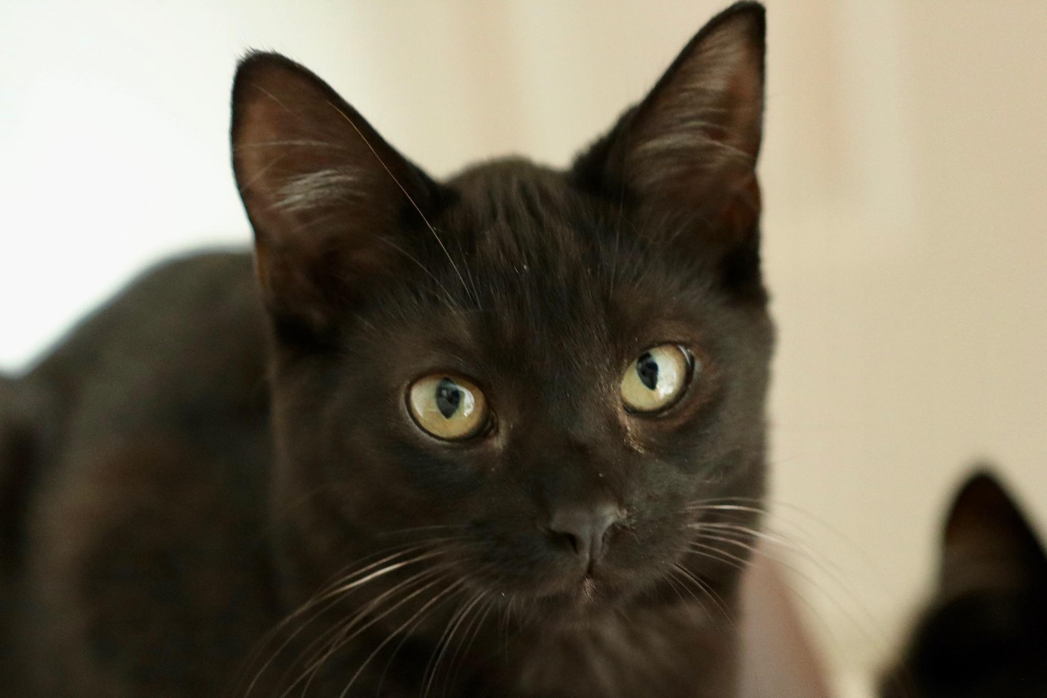 Enlarge Rose SF 0521, a Adoptable Domestic Short Hair in Troy, MI image 8/11