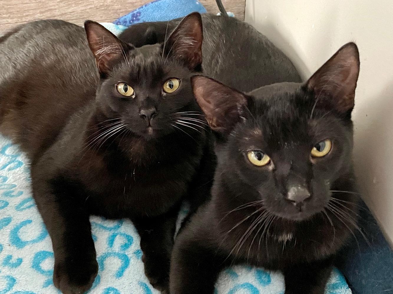 Enlarge Rose SF 0521, a Adoptable Domestic Short Hair in Troy, MI image 9/11