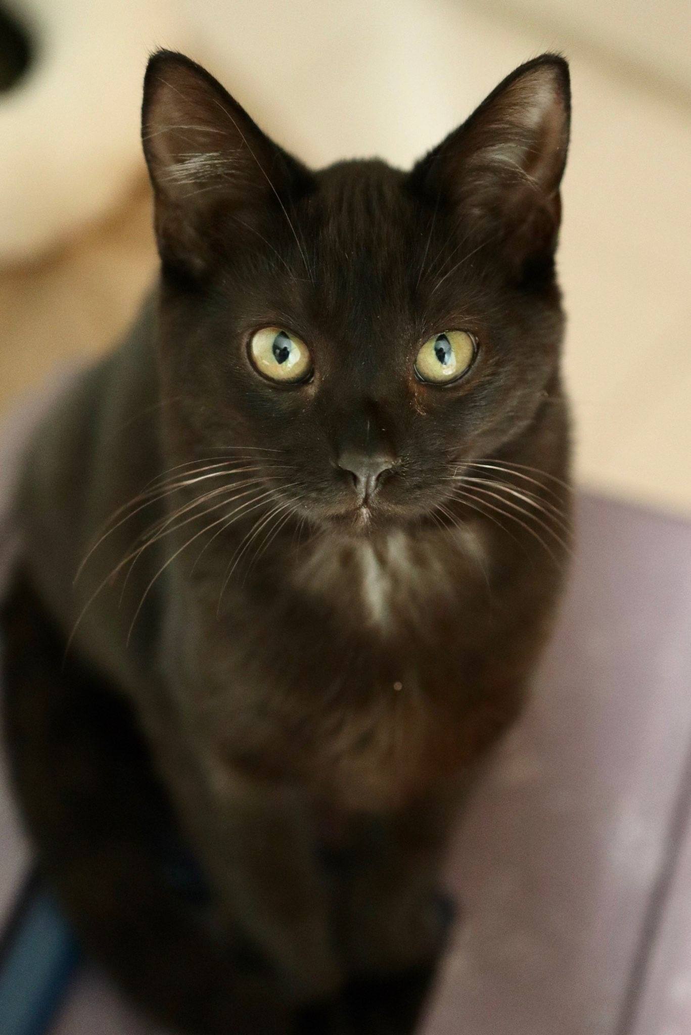 Enlarge Rose SF 0521, a Adoptable Domestic Short Hair in Troy, MI image 10/11