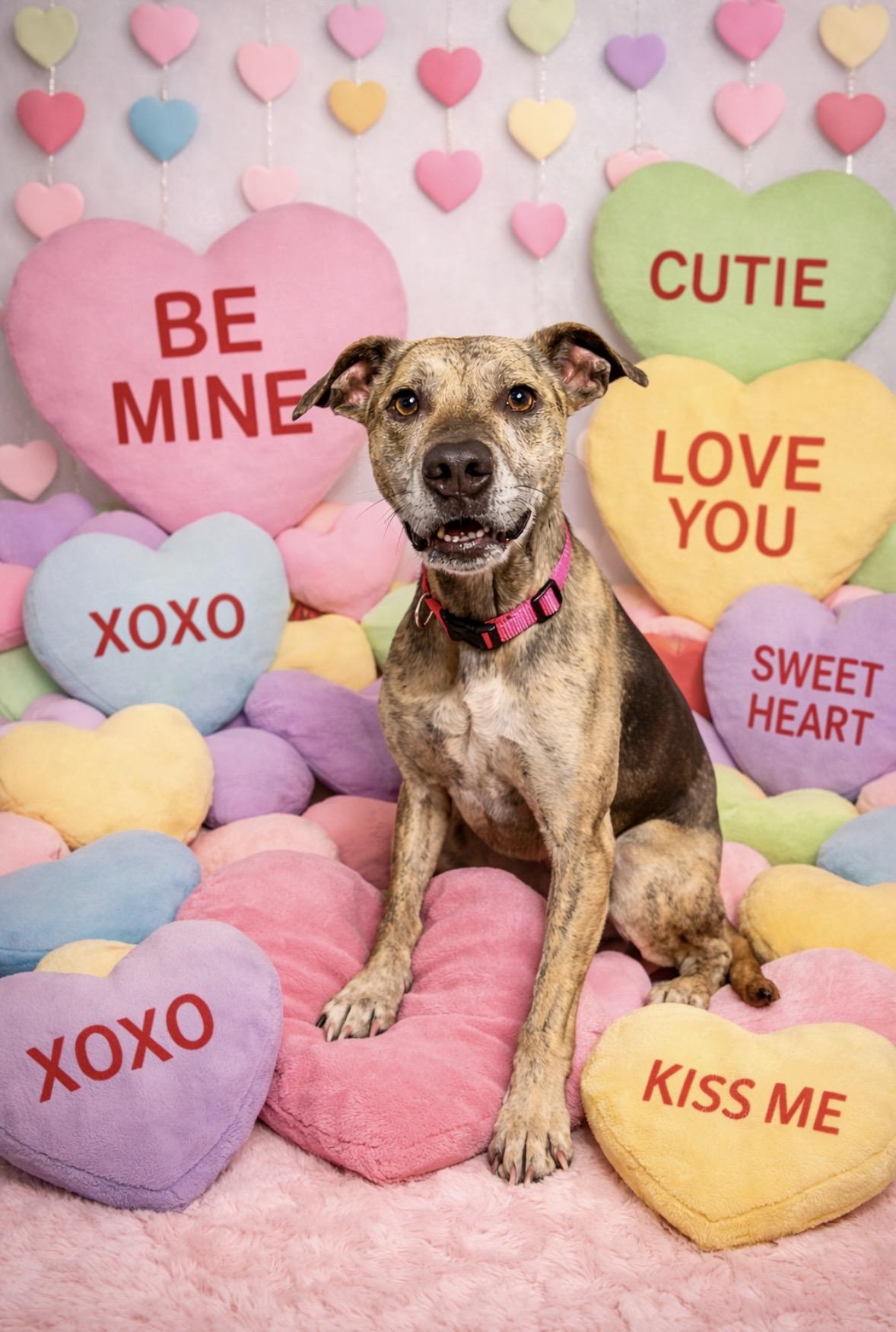 Enlarge Jules, a ADOPTABLE mixed breed in Loogootee, IN image 1/2