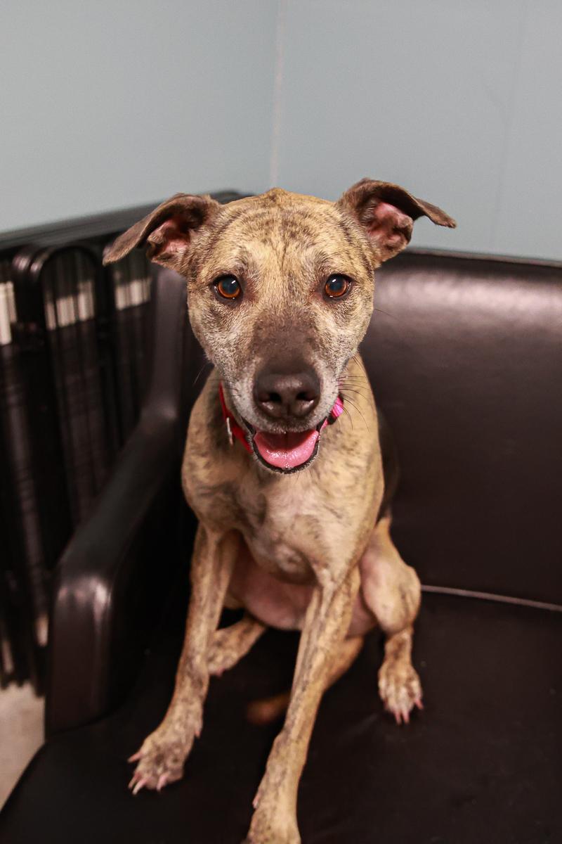 Enlarge Jules, a ADOPTABLE mixed breed in Loogootee, IN image 2/2