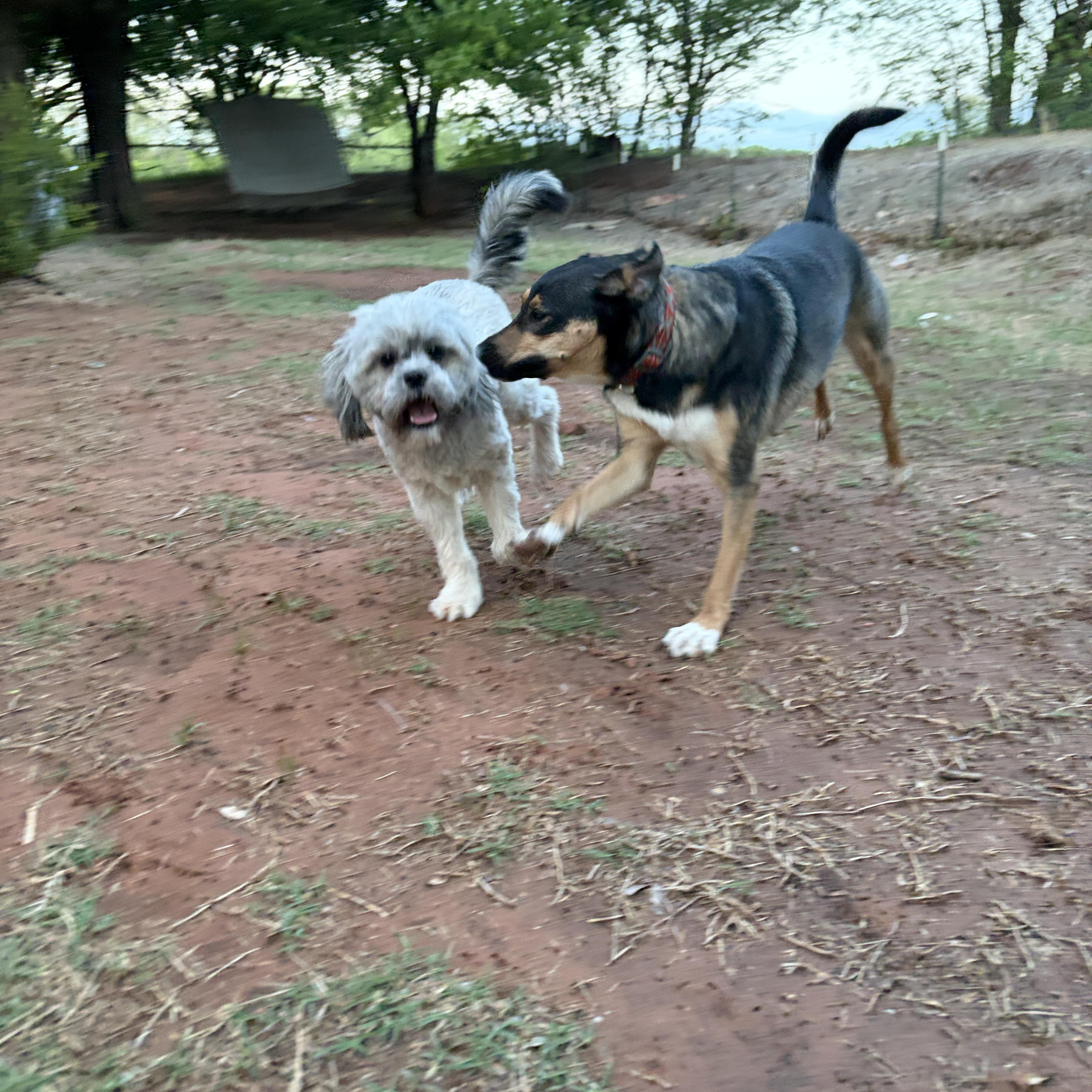 Enlarge Oso, a ADOPTABLE mixed breed in Choctaw, OK image 2/4