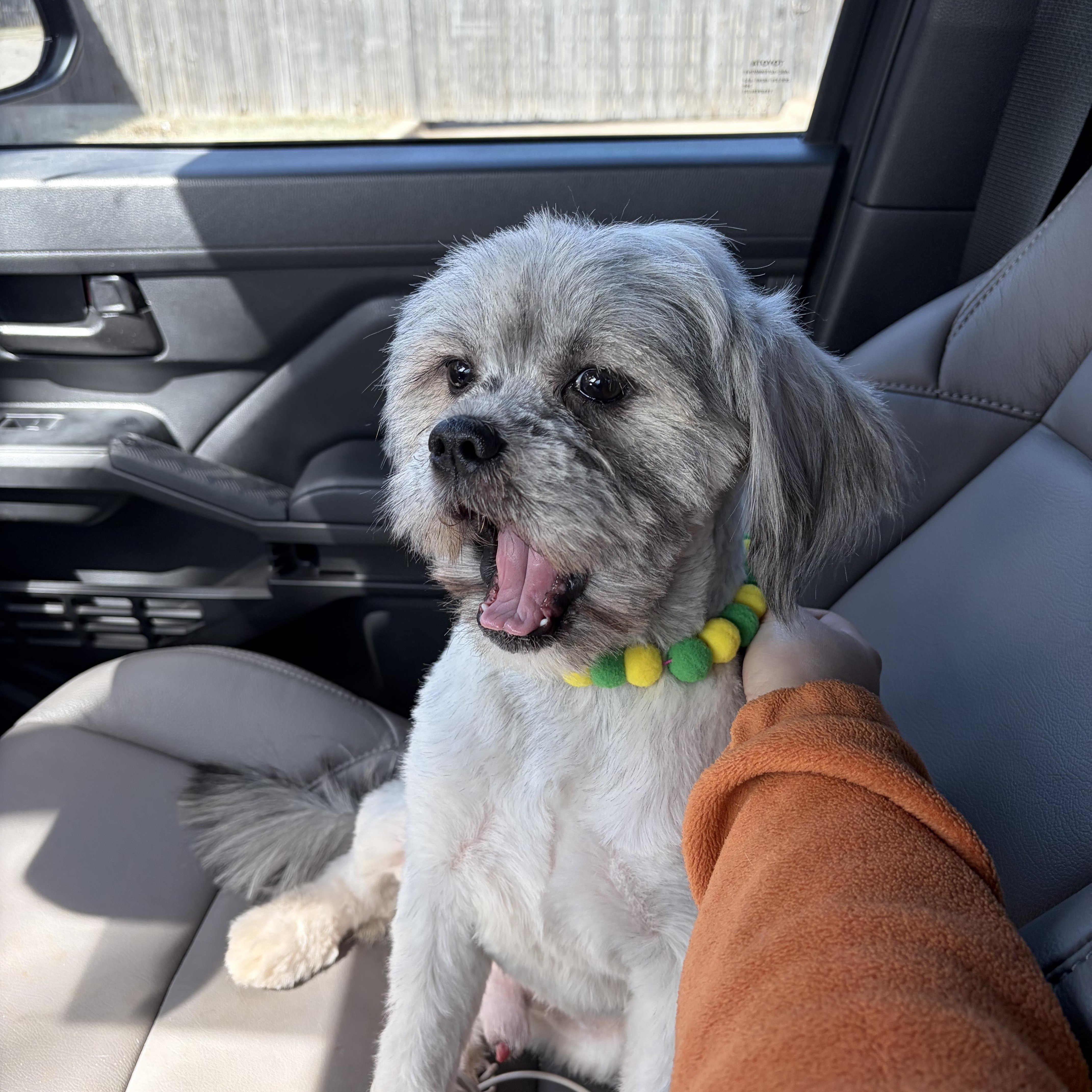 Enlarge Oso, a ADOPTABLE mixed breed in Choctaw, OK image 4/4