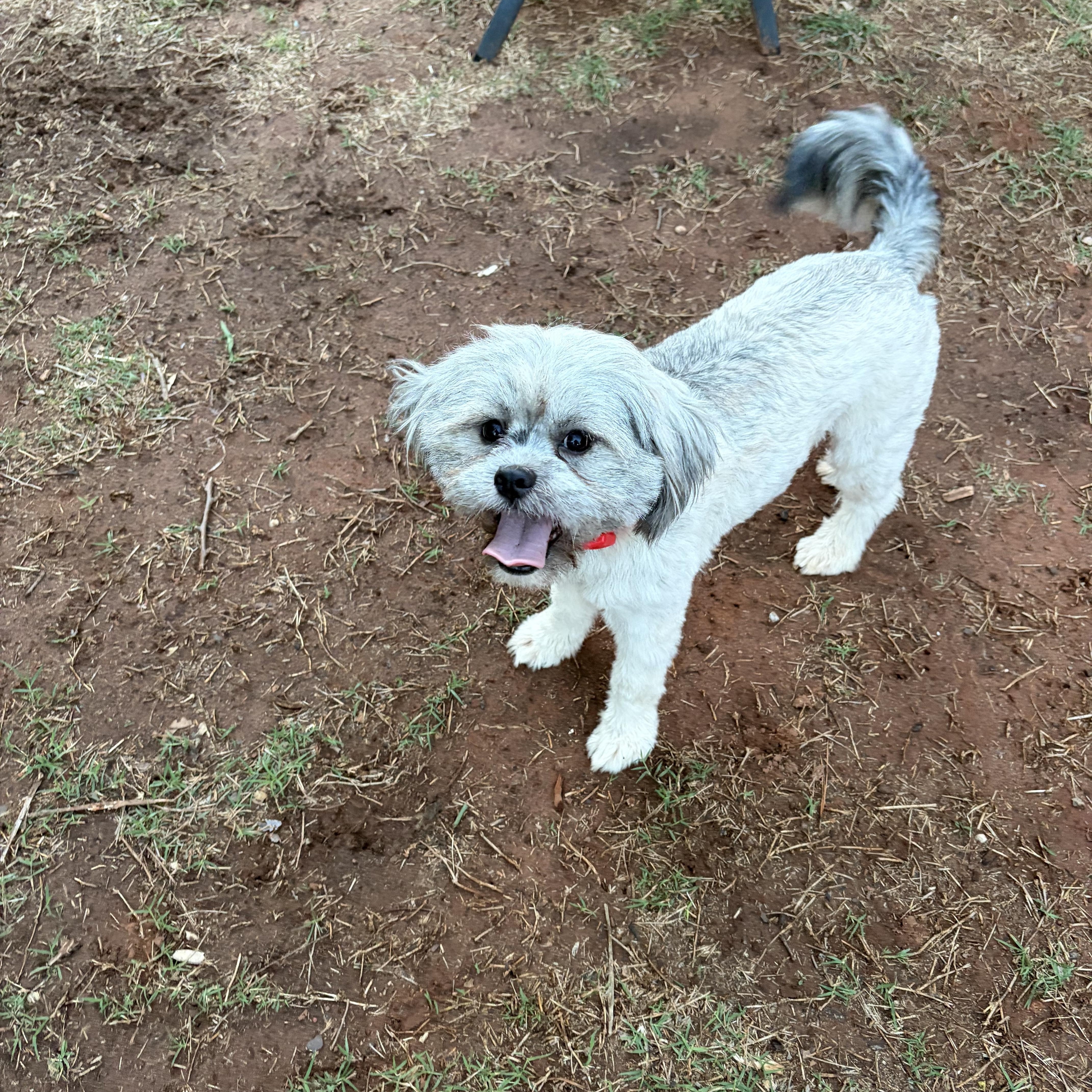 Enlarge Oso, a ADOPTABLE mixed breed in Choctaw, OK image 3/4