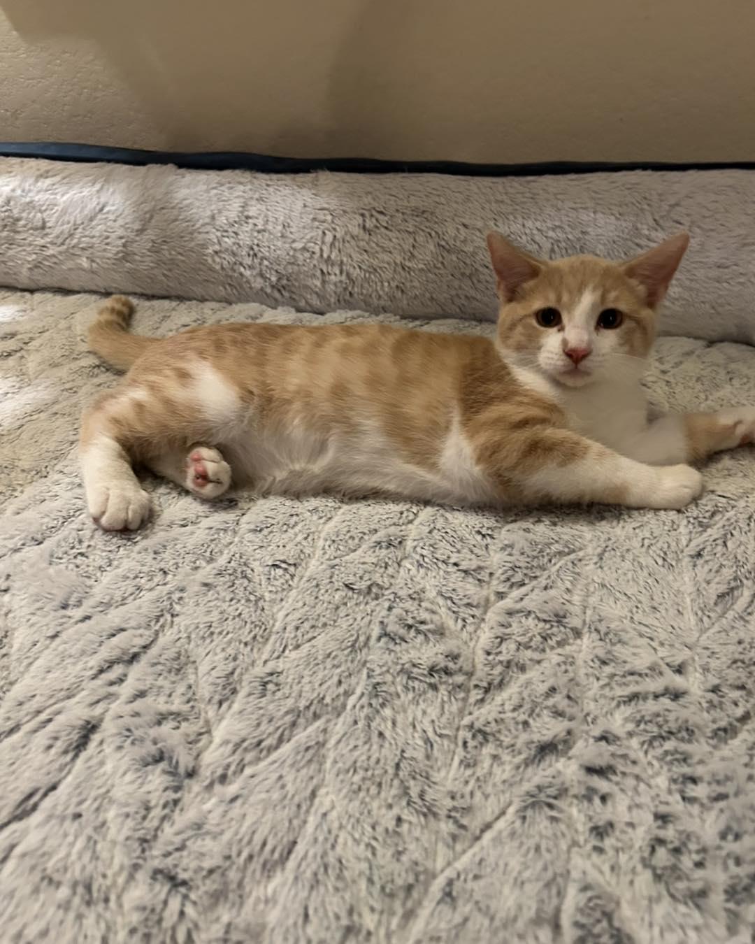 Uno, Young Male unknown
