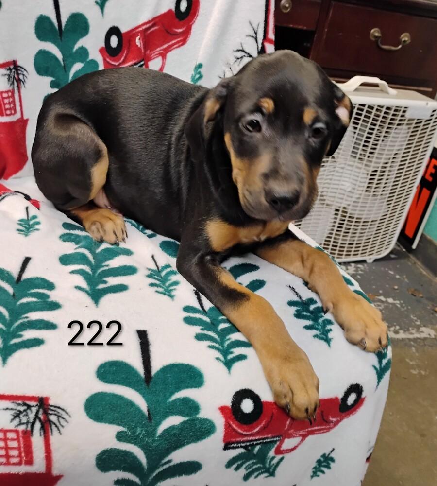 Cider #222, Adoptable, Puppy Male Labrador Retriever & Hound.