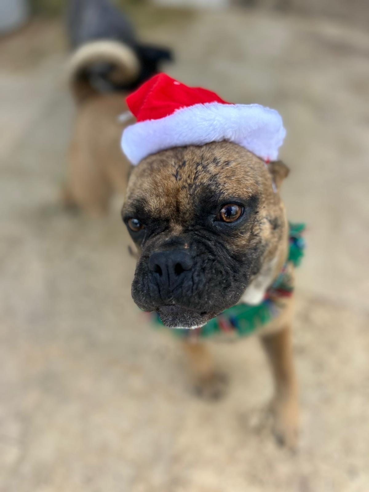 Enlarge Buster, a Adoptable mixed breed in Albion, NY image 2/4