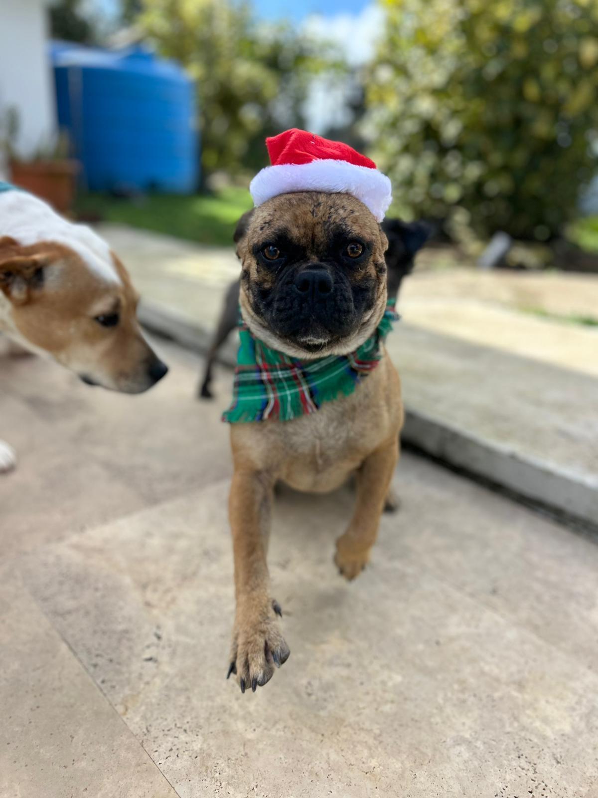 Enlarge Buster, a Adoptable mixed breed in Albion, NY image 4/4
