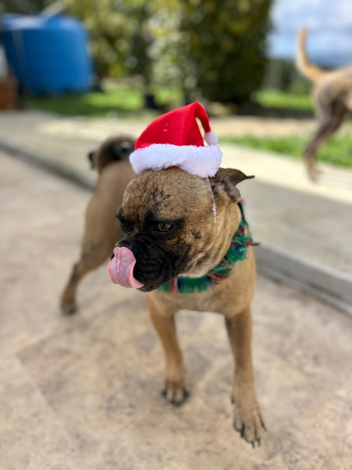 Enlarge Buster, a Adoptable mixed breed in Albion, NY image 3/4