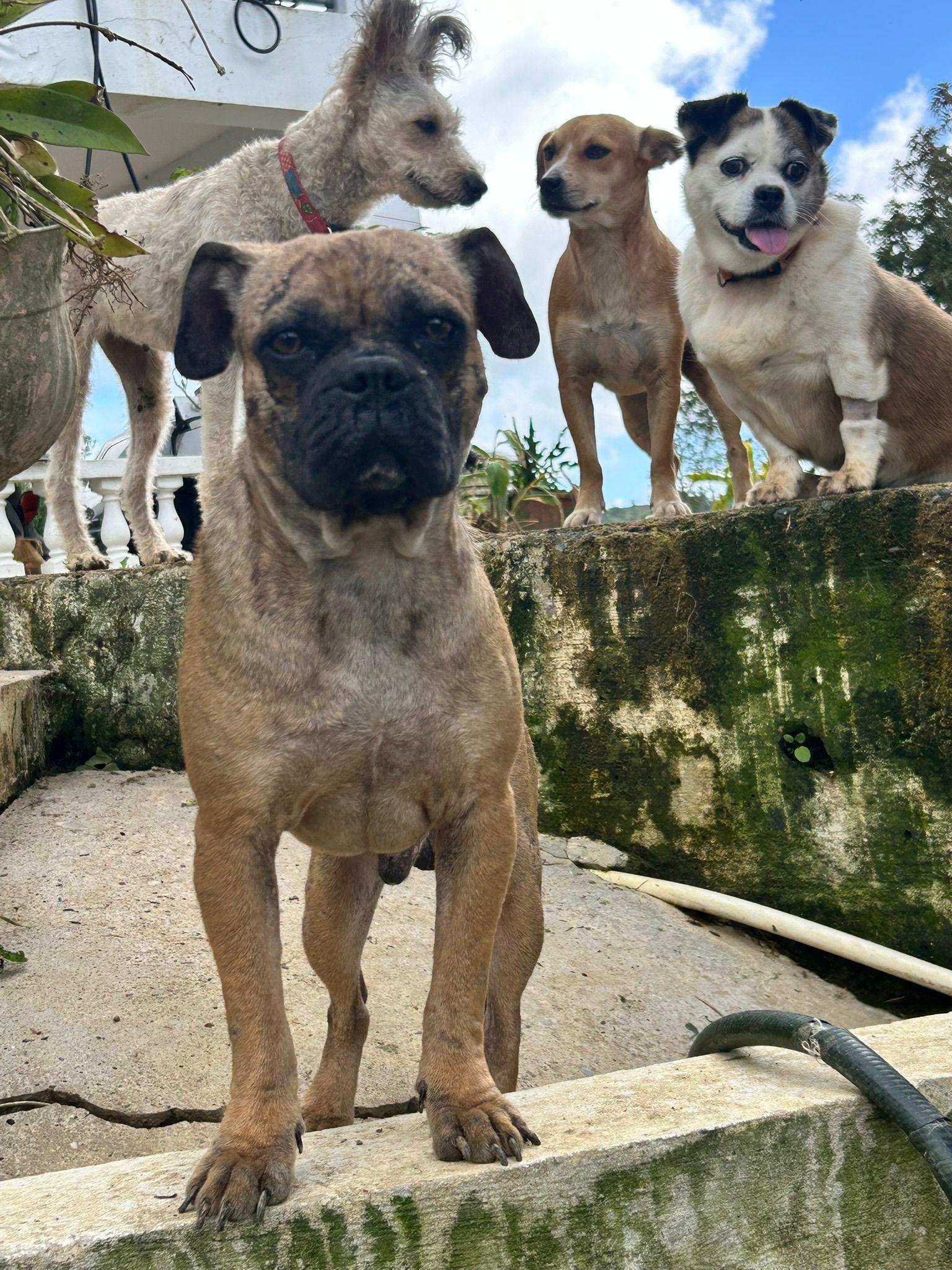 Buster, Adoptable, Adult Male Pug.