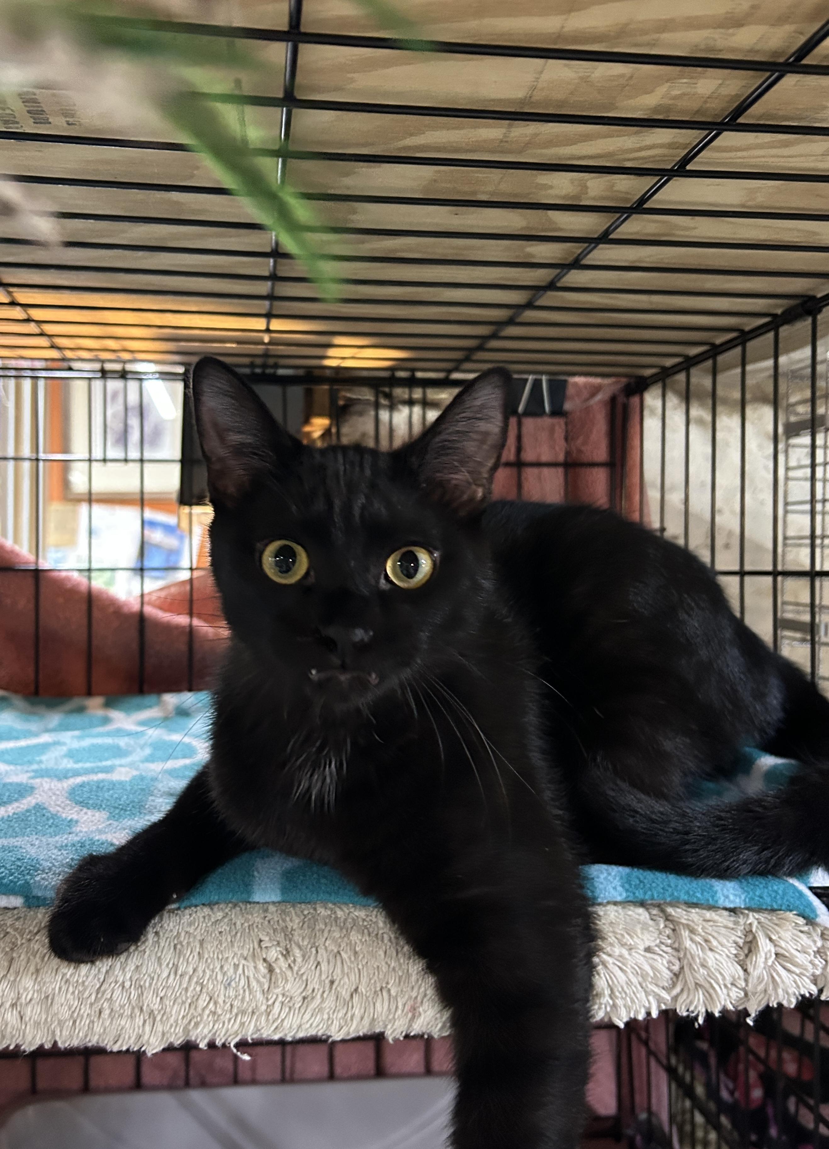 Enlarge Michael, a ADOPTABLE Domestic Short Hair in Avon, OH image 3/5