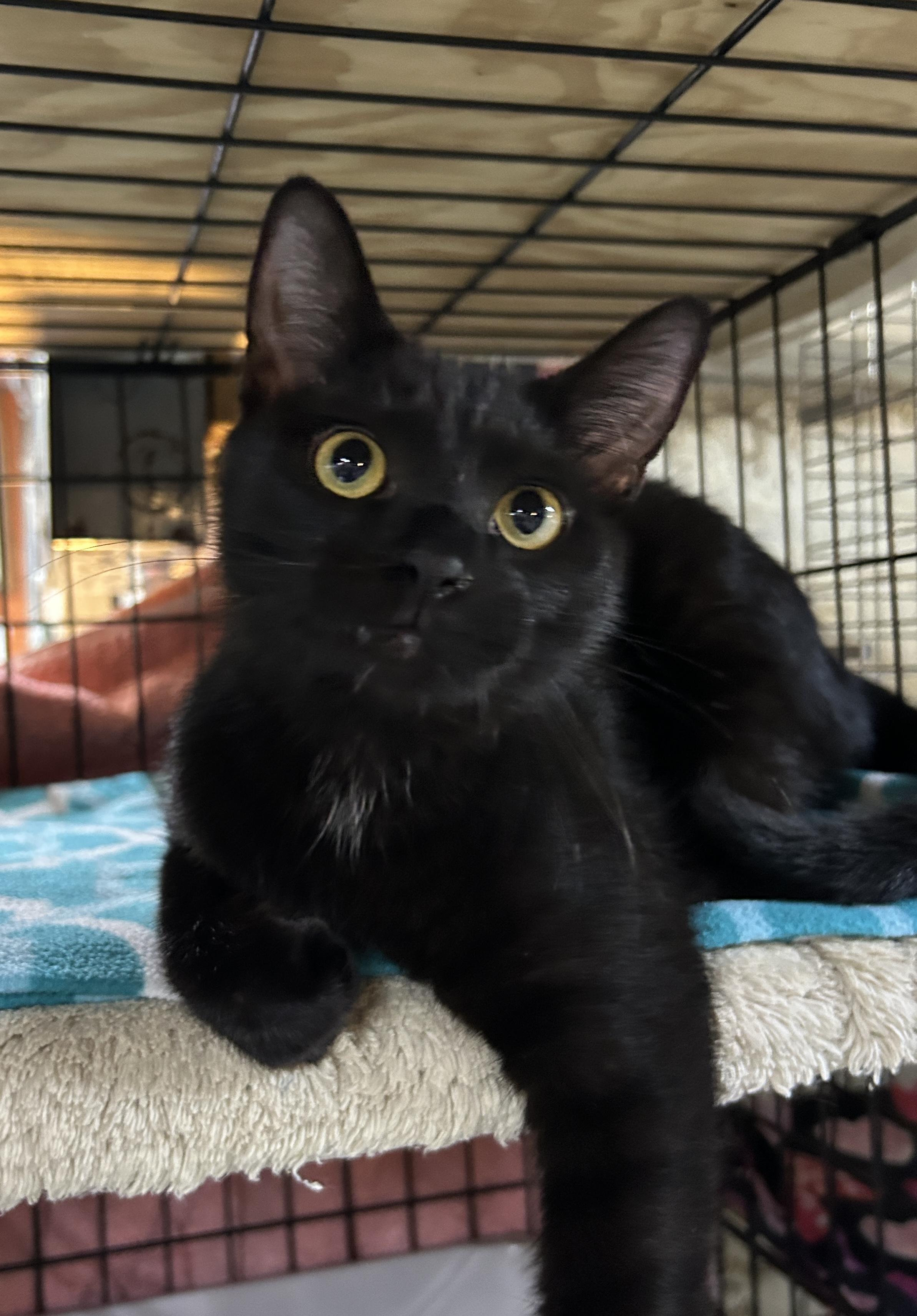 Enlarge Michael, a ADOPTABLE Domestic Short Hair in Avon, OH image 5/5