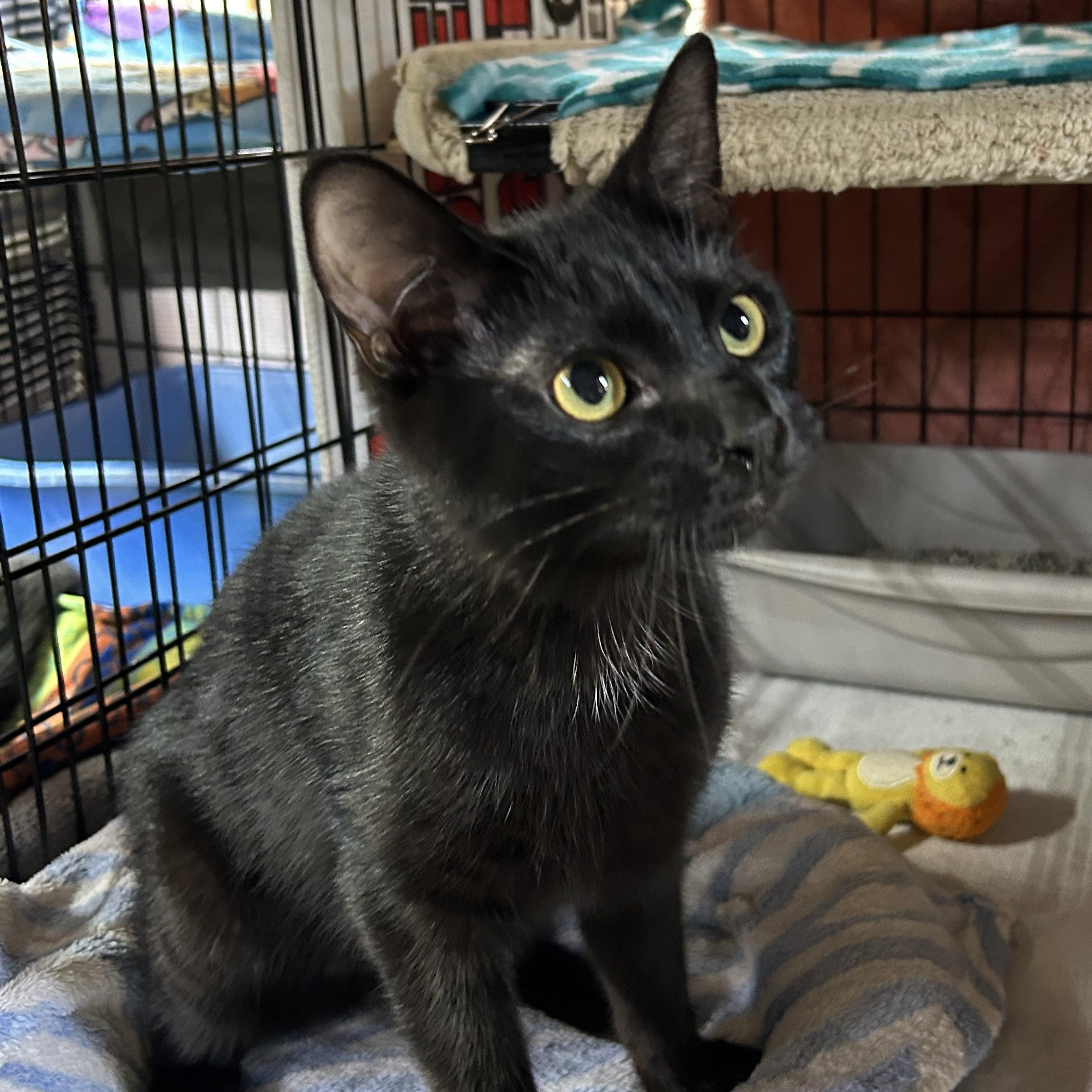 Enlarge Michael, a ADOPTABLE Domestic Short Hair in Avon, OH image 1/5