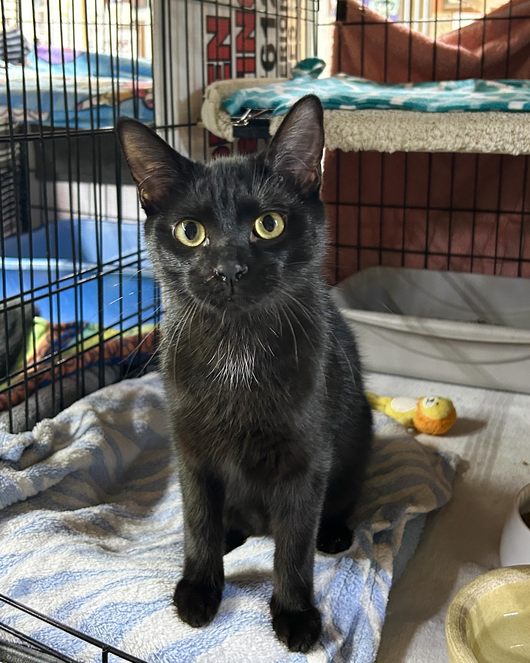 Enlarge Michael, a ADOPTABLE Domestic Short Hair in Avon, OH image 2/5