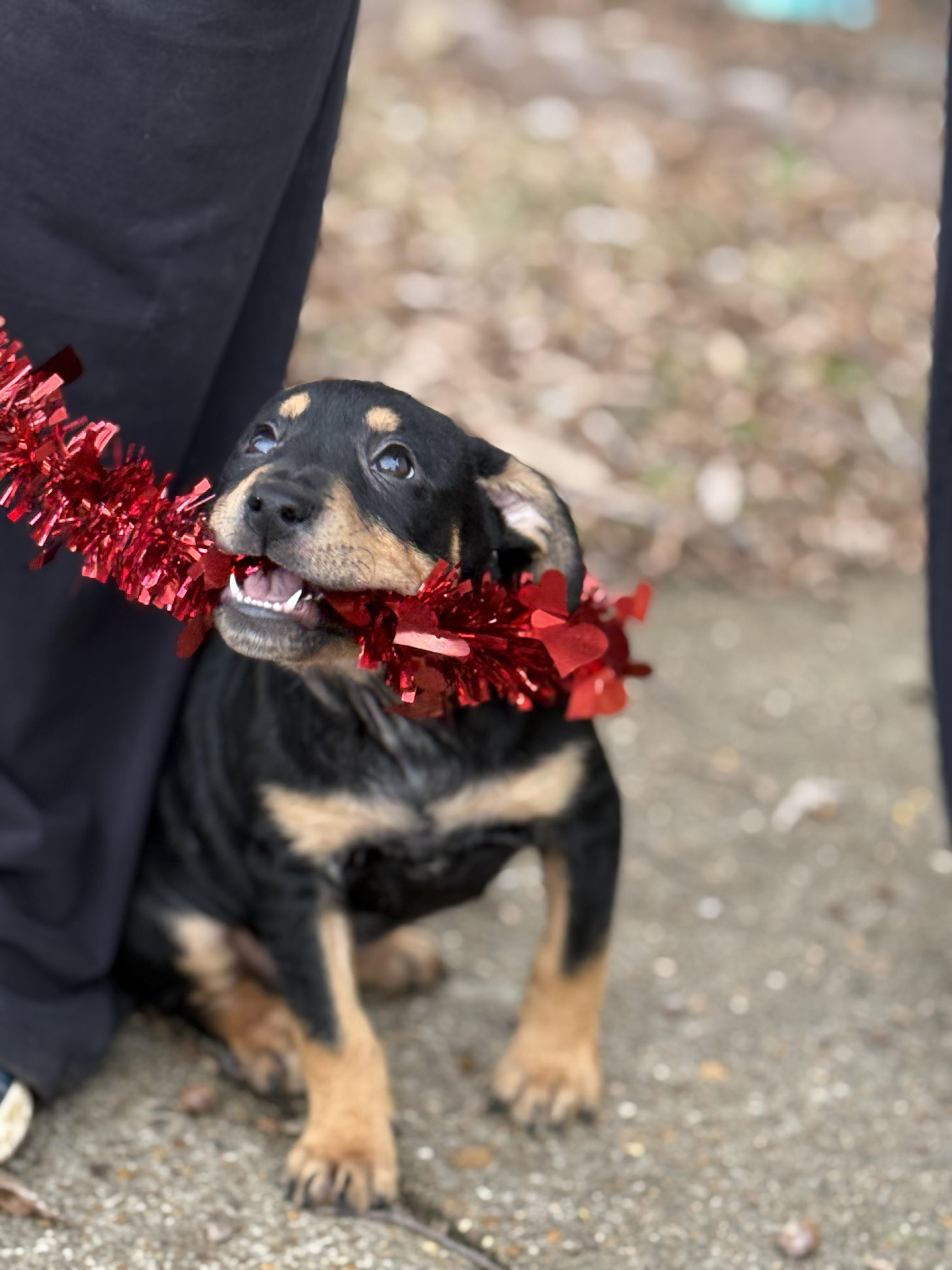 Winifred (Lisa-Fostered in TN), ADOPTABLE, Puppy Female Labrador Retriever.