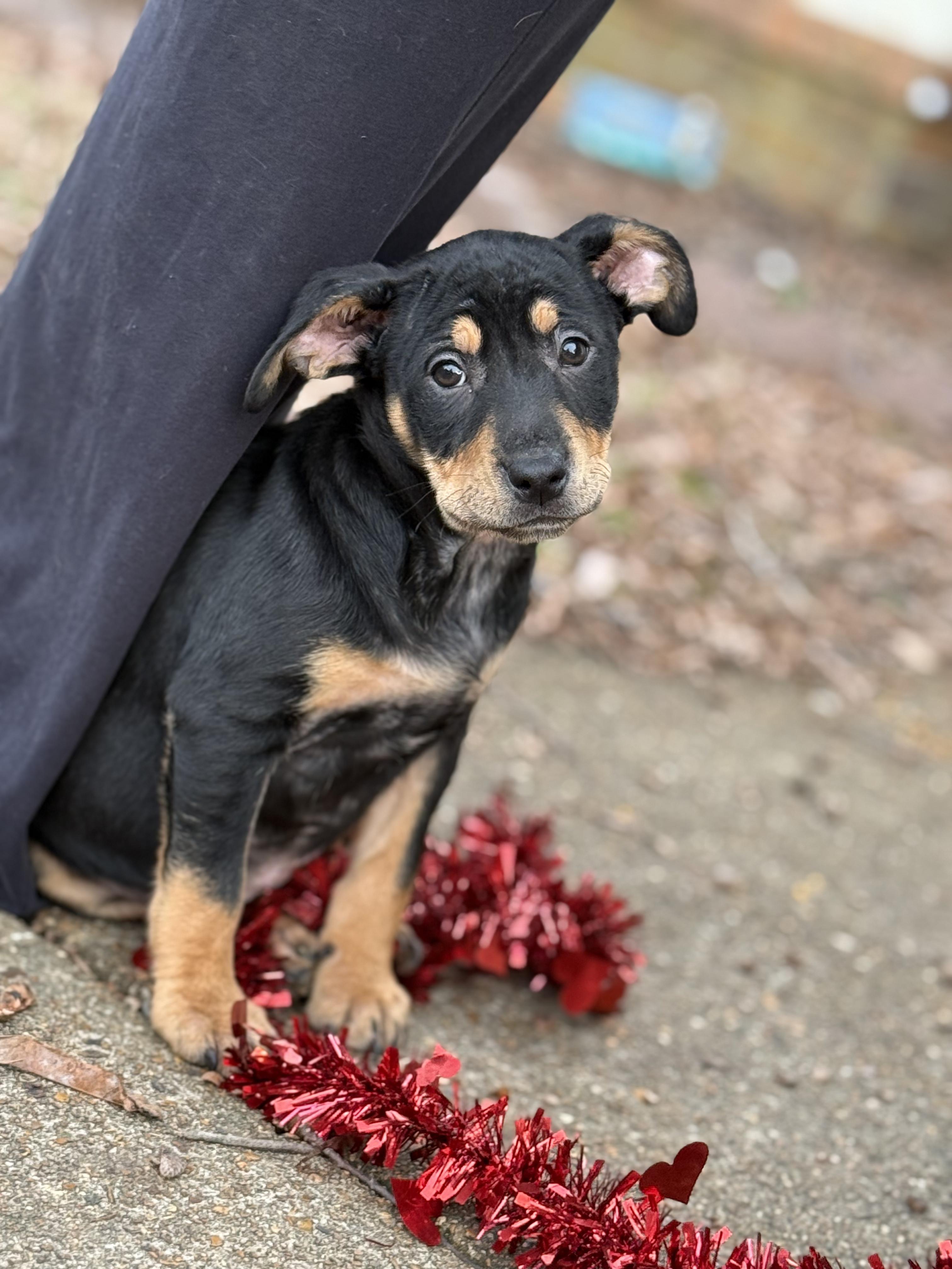 Winifred (DH-Fostered in New England), ADOPTABLE, Puppy Female Rottweiler & Labrador Retriever.