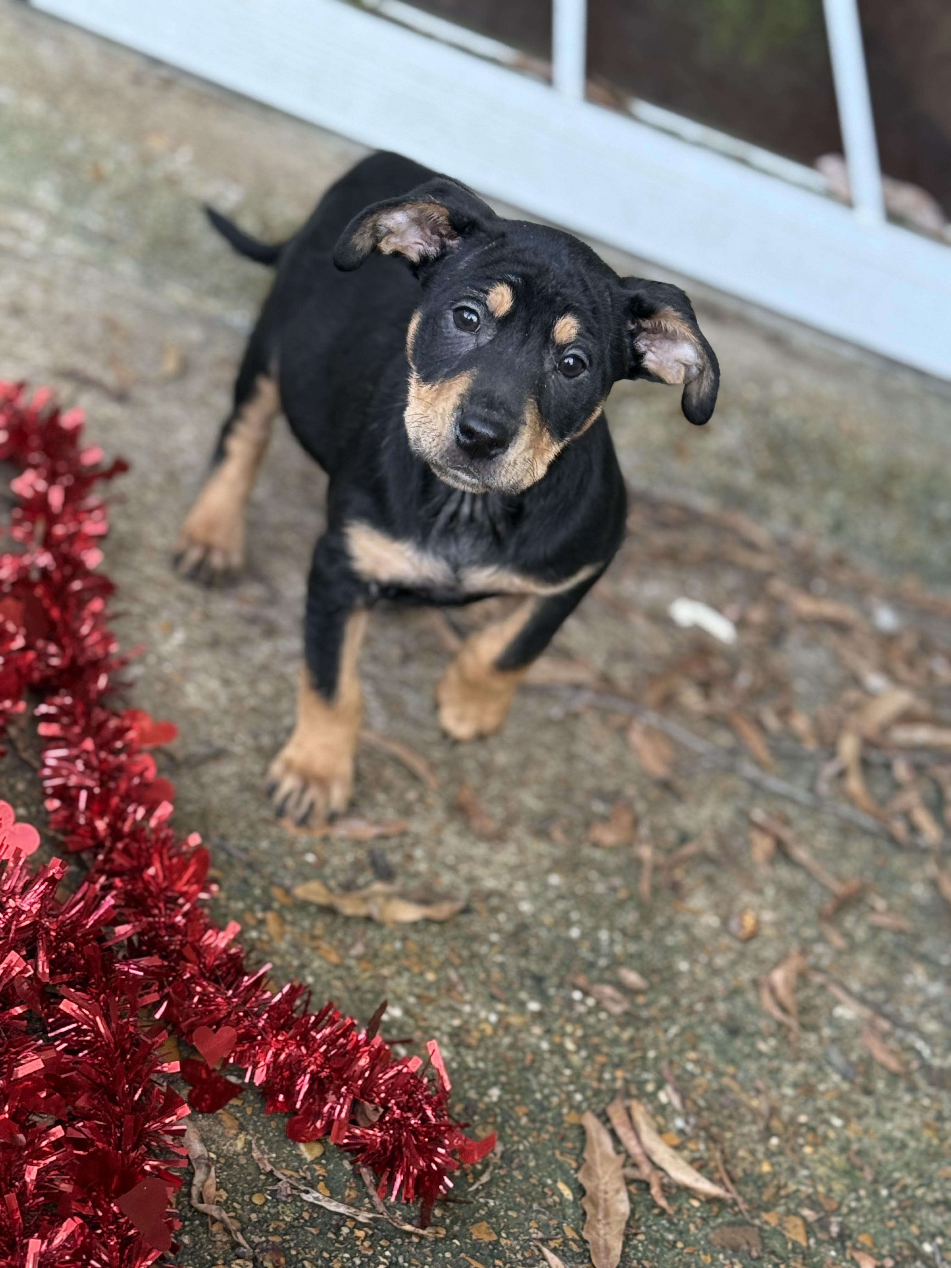 Winifred (DH-Fostered in New England), a ADOPTABLE mixed breed in Warwick, RI image 3/6